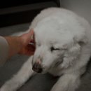 늘곁에동물병원 이미지