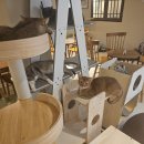 고양이사랑채 이미지