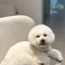 유림동물병원 | 리움동물병원 진료 후기｜아지 감기로 병원 다녀온 날