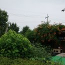해평 금호리 티스토리