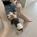 동천 동물병원 | [수지/동천] 늘봄동물병원 - 주차 가능 동물병원 내돈내산