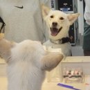 [❤️입양후기❤️] 1798. 두식이🐶