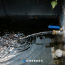 태광염소 이미지