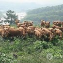 방목내 이미지