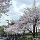 벚꽃 폈당 재유나 🌸🌸🌸 이미지