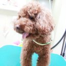 퍼피 투게더 이미지