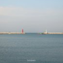 합덕 이팝나무 이미지