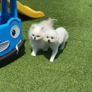 도담당 네이버블로그