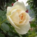 장미도서관 이미지