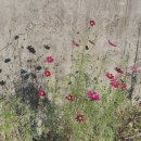 시나브로 이미지