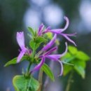 아리스타타 이미지