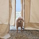 사가록캠핑장 | [춘천캠핑장] 춘천 애견동반 캠핑장 사가록 캠핑장