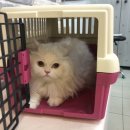 신운미애견미용실 이미지