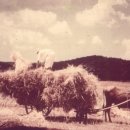보리타작 - 서귀포시 | 보리타작