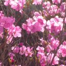 진달래산천 이미지