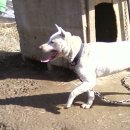 월드켄넬 이미지