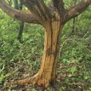 성읍리-17 이미지