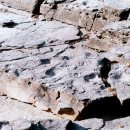 공룡의숨결 이미지