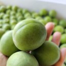 성실농원 이미지