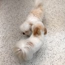 뽀소송 네이버블로그