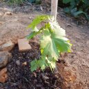 직산농장 이미지