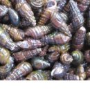 내고향다슬기 이미지