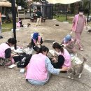 제주냐옹실 고양이미용 이미지