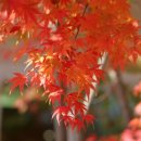 아발론(AVALON) 이미지