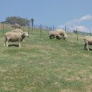 기복농장 이미지