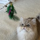 13번째고양이 | 세종 데이트 고양이 카페 13번째고양이분양카페 아이와 방문후기 | 분양입양도 가능한 곳