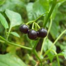 장모사랑 이미지