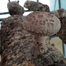 지선농장 이미지