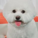 몽쉘몽봉 이미지