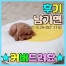 퍼니존펫 빈백 후기 이.벤.트🎖당첨