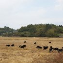 토종흑염소농장 이미지