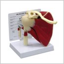 더미통상 이미지