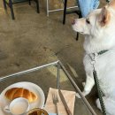 앞산강아지 | [대구앞산카페] 강아지랑 혼커하기 좋은 애견동반 카페 ‘더크’ 후기