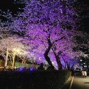 로타리사우나 | 벚꽃축제! 2025 진해군항제, 진해 벚꽃명소 후기 🌸