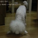 누렁이도 찰스로 이미지