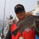 도화갈매기 이미지