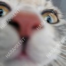 오냥오냥 고양이호텔 | 고양이호텔 오냥오냥 이용후기