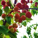 경주농장 이미지