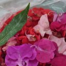 봉숭아물 물들이다 이미지