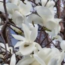 개화-꽃의 노래 이미지