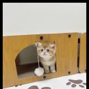 강아지분양 고양이분양 멍앤냥 수원점 이미지