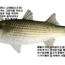 거제한문학, 빼어난 향미(香味) 「숭어회 감회(凍鯔膾感懷)」 수박향의 별미 이미지