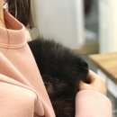 디오레 포메라니안 이미지