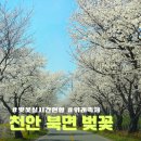 은석초등학교 | 천안 벚꽃 맛집 북면 벚꽃길 실시간 현황 축제 주차장 화장실 정보