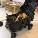 유아웨건 타보웨건GT 내돈내산 4살차이 후기, 당진 베이비파크