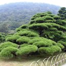 시코쿠(四國)섬의 다까마쓰(高松)를 가다.(3)...일본에서도 유명하다는 리쓰린(栗林)정원을 보다 이미지